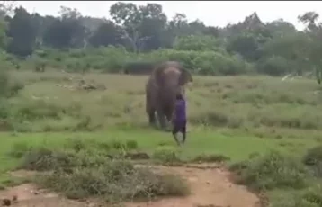 Фото: Слон раздавил мужчину, пытавшегося его загипнотизировать    1