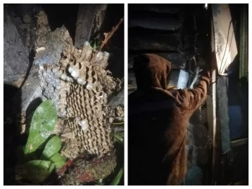 Фото: Жительница Кузбасса не смогла попасть к себе домой из-за гнезда шершней 1