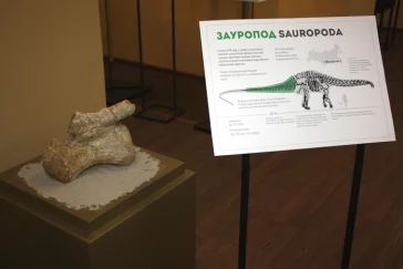 Фото: Хвостовой позвонок гигантского динозавра нашли в Кузбассе  3