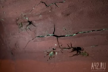 Фото: Кемеровчане напуганы полчищами больших пауков в центре города 3