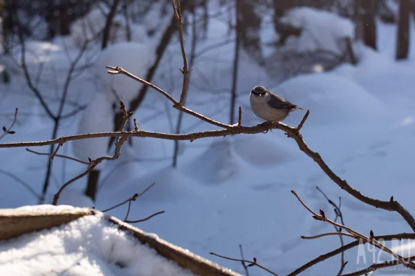 Куриный праздник: народные приметы на 15 января