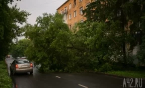 Упавшее дерево частично заблокировало движение на кемеровской улице