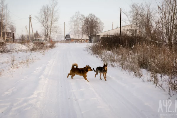Бастрыкин потребовал разобраться с бродячими собаками в Новокузнецке