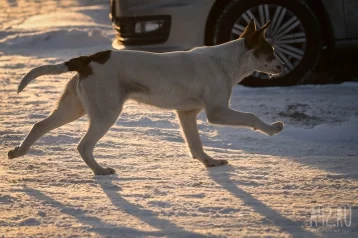 Фото: На Камчатке собаки спасли сторожа от напавшего на него агрессивного медведя 1