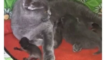 Фото: Во Владивостоке кошка взяла на воспитание новорожденных енотов 1
