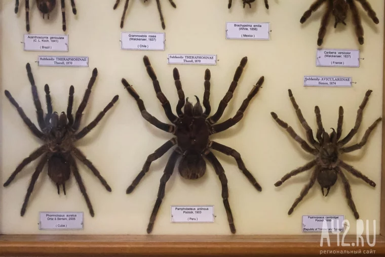 Фото: Полгода жил батраком в Таиланде, ловил бабочек в Перу, спасался от гигантских пиявок во Вьетнаме: как кемеровский энтомолог собрал 250 тысяч насекомых 24