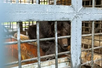Фото: Три медведя, жившие на киселёвской заправке, убиты выстрелами в голову 1