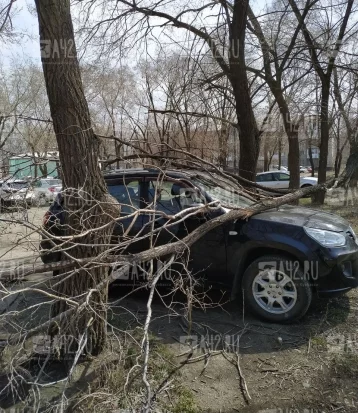 Фото: Очевидец: в Кемерове на машину упало дерево 1