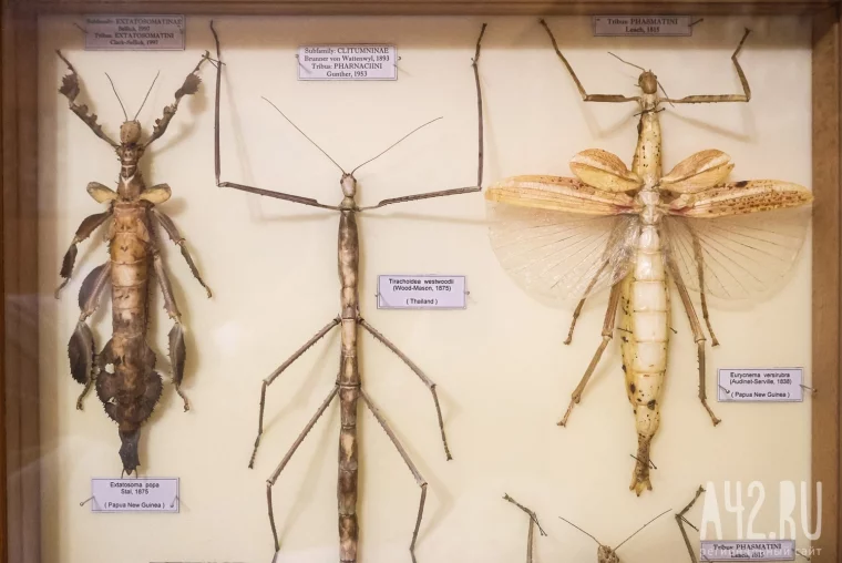 Фото: Полгода жил батраком в Таиланде, ловил бабочек в Перу, спасался от гигантских пиявок во Вьетнаме: как кемеровский энтомолог собрал 250 тысяч насекомых 25