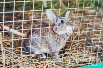 Фото: «Кто потерял?»: кемеровчане сняли на видео зайца в парке Жукова 1