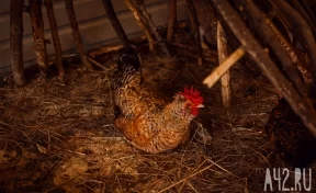 Жители Кузбасса предложили закрыть птицефабрику из-за неприятного запаха