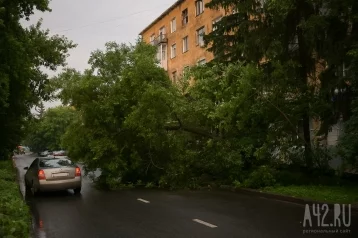 Фото: Упавшее дерево частично заблокировало движение на кемеровской улице 1