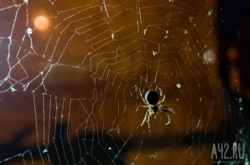 Фото: Кемеровчане напуганы полчищами больших пауков в центре города 4