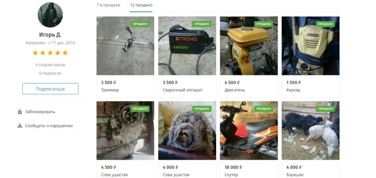 Фото: «Сова проживёт на огурцах»: кузбассовцев просят не покупать диких птиц на сайтах объявлений 2