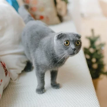 Фото: Возьми кота домой: как без вложений сделать успешный аккаунт в Instagram и пристраивать бездомных животных 5