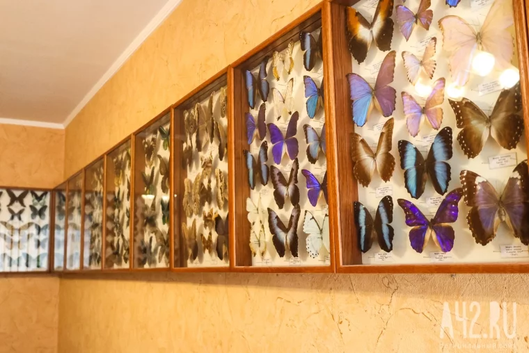 Фото: Полгода жил батраком в Таиланде, ловил бабочек в Перу, спасался от гигантских пиявок во Вьетнаме: как кемеровский энтомолог собрал 250 тысяч насекомых 22