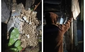 Жительница Кузбасса не смогла попасть к себе домой из-за гнезда шершней