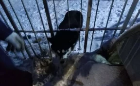 В Новокузнецке собака застряла в заборе: ей понадобилась помощь спасателей