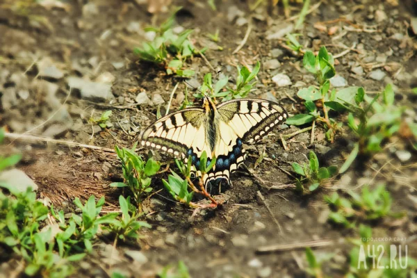 Местами до +28: синоптики дали прогноз погоды на конец апреля в Кузбассе