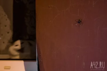 Фото: Кемеровчане напуганы полчищами больших пауков в центре города 5