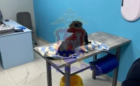 В Калининграде возбудили дело на мужчину, избившего собаку молотком