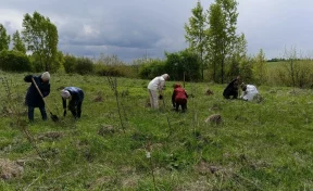В честь юбилея в Мысках высадили 330 саженцев кедра в виде числа 70