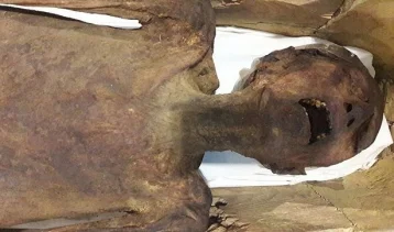 Фото: В музее впервые выставили «кричащую» мумию царевича-предателя    1