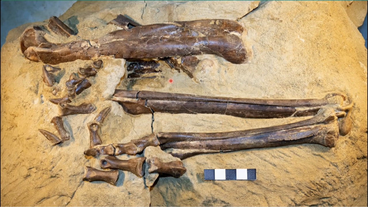 Бегал, как страус: в Кузбассе нашли останки длинноногого хищного динозавра