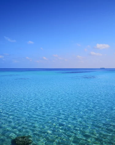 Россиянке потребовалась пересадка кожи после нападения акулы на Мальдивах