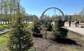 В Новокузнецке на бульваре Героев высадили ели взамен уничтоженных ураганом