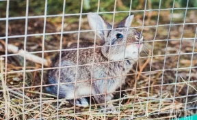 «Кто потерял?»: кемеровчане сняли на видео зайца в парке Жукова