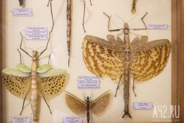 Фото: Полгода жил батраком в Таиланде, ловил бабочек в Перу, спасался от гигантских пиявок во Вьетнаме: как кемеровский энтомолог собрал 250 тысяч насекомых 29