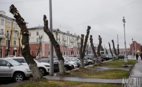 Глава Кемерова ответил на критику озеленения города