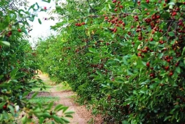 Фото: Правильная консервация: как сохранить полезные вещества 5