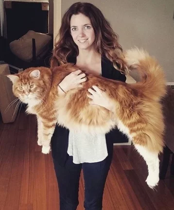 Фото: «Он ещё растёт»: гигантский кот Омар стал звездой Instagram 1