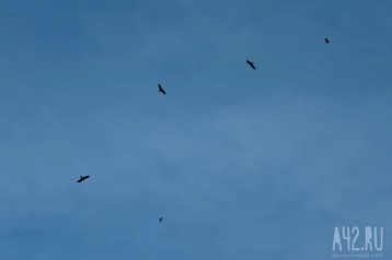Фото: Сотни мёртвых ворон обнаружили в селе под Новосибирском 1