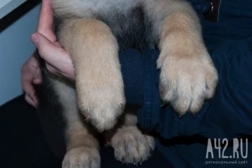 Фото: В Сети сообщили, что двое кузбассовцев зарубили топором собаку в подъезде 1