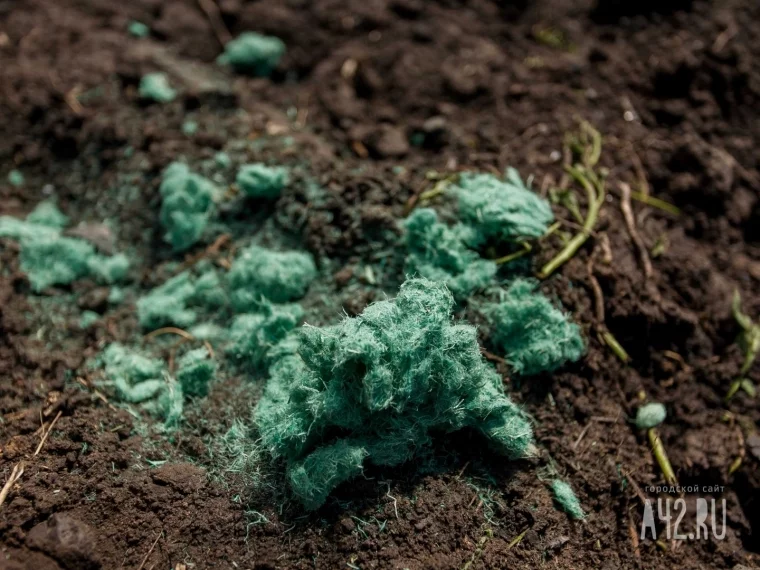 Фото: Что останется после угля: как гидрогелем и семенами облагораживают земляные отвалы 5