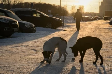 Фото: Очевидцы: в Кемерове собаки набросились на прохожую 1