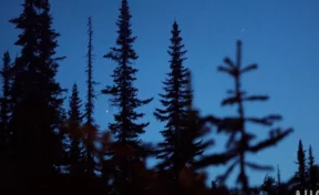 Поиски семьи Усольцевых планируют продолжить весной