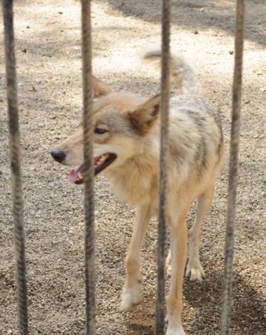 В Японии эвакуировали зоопарк из-за сбежавшего волка