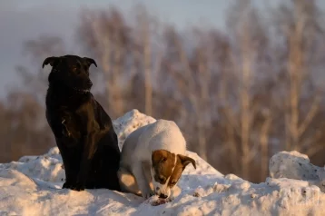 Фото: Кинолог Голубев дал своветы, как действовать при встрече со стаей бездомных собак 1