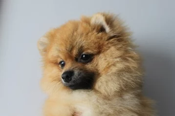 Фото: Кемеровчанка купила несуществующего щенка за 10 000 рублей 1