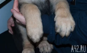 В Сети сообщили, что двое кузбассовцев зарубили топором собаку в подъезде