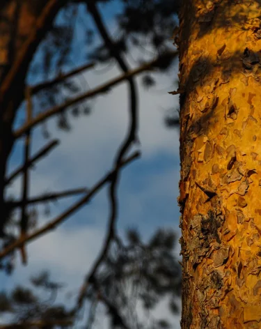 Губернатор Середюк поручил мэру Новокузнецка приостановить работы в Комсомольском сквере