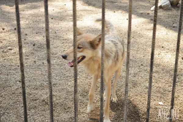 В Японии эвакуировали зоопарк из-за сбежавшего волка