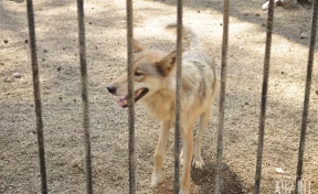В Японии эвакуировали зоопарк из-за сбежавшего волка
