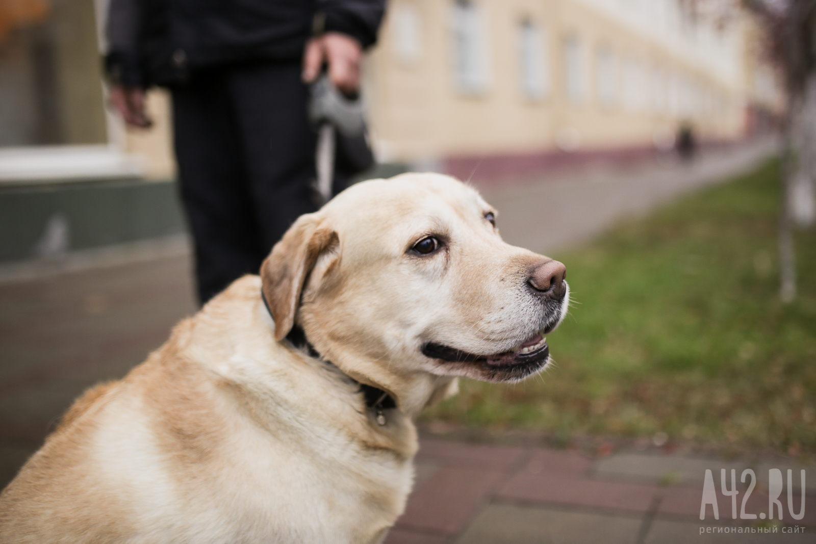 В Новосибирске собаку-поводыря, входившую в троллейбус, убило током 