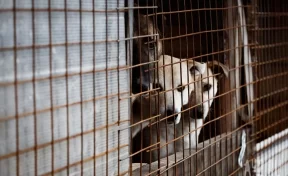 Неизвестные отравили 12 собак в Кемеровском районе