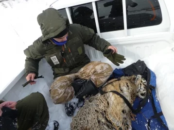 Фото: В Приморье поймали двух тигрят, чья мать охотилась на деревенских собак 1